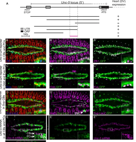 Fig 3. The Unc-5-GHGFP expression in transgenic lines carrying any of these reporters indicates potential enhancer activity of each fragment