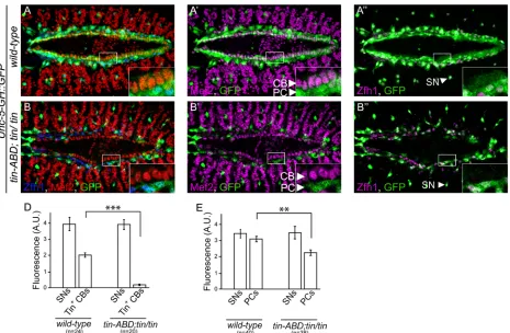Fig 4. The Unc-5 heart enhancer element is regulated by tin in vivo. (A–A”) Reporter gene (green) is expressed in all CBs and PCs in wild-type embryos.(B–B”) In tin-ABD; tin346/tin346 mutant embryos, where tin is only absent in the DV, reporter gene expres