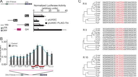 Fig 5. The Unc-5-GH enhancer element is directly regulated in vitro by Tin via multiple evolutionary conserved Tin-binding motifs