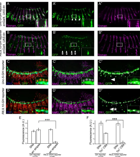 Fig 7. The three Tin-binding motifs in Unc-5-GH element mediate induction of Unc-5 transcription by Tin in vivo