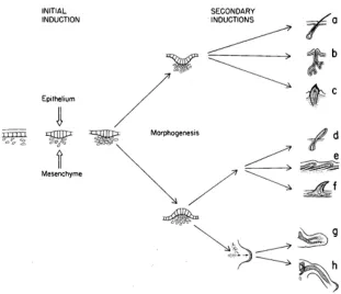 Figure 7:  Morphogenesis of dermal organs 