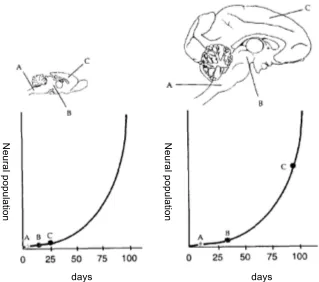 Figure 11:  Extension of cytogenesis and exponential growth of brain structures 