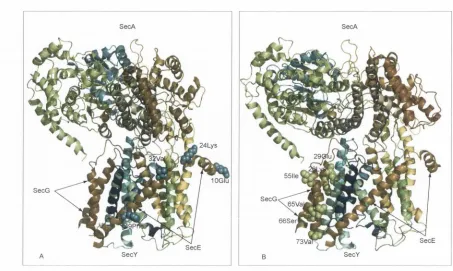 Figure 3.10: Amino acid sites under functional divergence (group 1 in Supplementary Table S3.3 and Table 