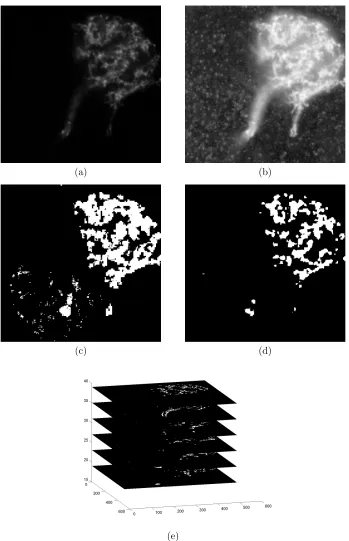Figure 2. Segmentations based on Maximum Likelihood estimation.(a) is an image at slice s = 30 of the stack inFig.1