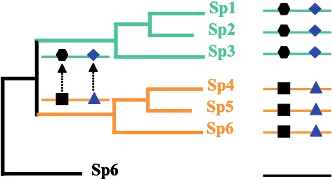 Figure 1. Phylogenetic coevolution. As mutations are in the sequence throughout the evolutionary time (black square mutating to a black hexagon), selective constraints on invariable ﬁ xed elsewhere regions may change (Triangle mutating to rhomboid).