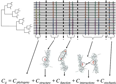 Figure 2. Decomposition of coevolution. Coevolution between two amino acid sites ((coevolution (Cij) can be decomposed into phylogenetic coevolution Cphylogeny), structural coevolution (Cstructure), functional coevolution (Cfunction), coevolution due to at