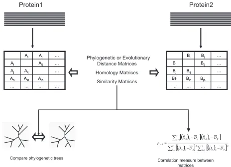 Figure 3. Algorithm diagram for coevolution methods based on the correlation of distance matrices