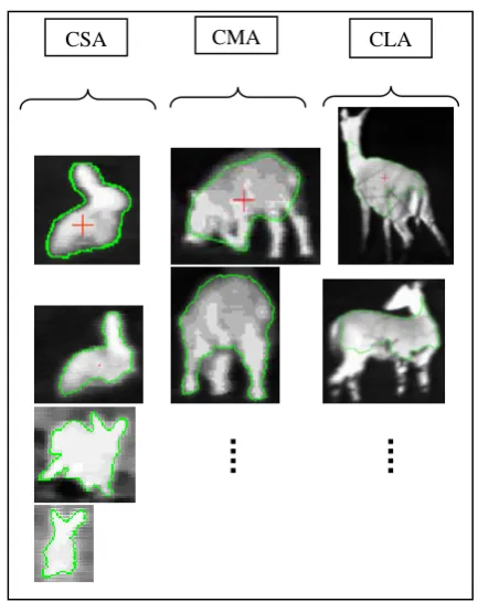 Figure 1. Example of actual targets in the MM data-base, grouped according to the classes “small animal” (CSA), “medium animal” (CMA) and “large animal” (CLA)