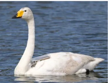 Fig. 12. Photograph of whooper swan 