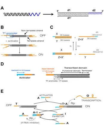Figure 1.1: A. Double-stranded nucleic acids present the well-known double helical structure.domains and their lengths forIn this thesis, nucleic acids will be represented by strings of letters and graphically sketchedas shown on the right