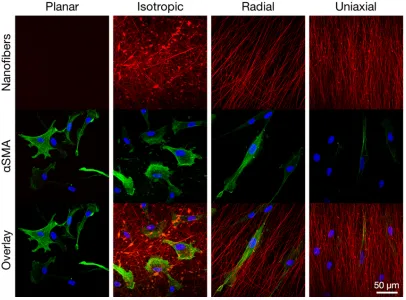 Figure 5. Representative images of corneal fibroblasts (P5) transformed to myofibroblasts 