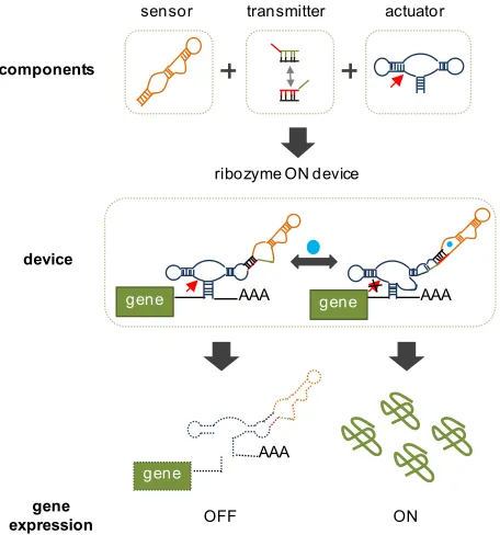 Figure 1.3.  RNA-based switches regulate gene expression in response to small-molecule 