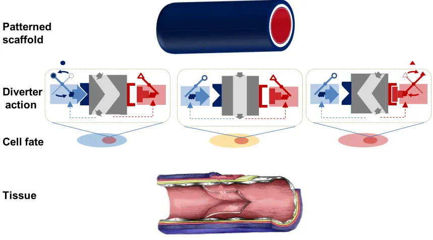 Figure 1.8. Potential application of molecular network diverters to tissue engineering via small-