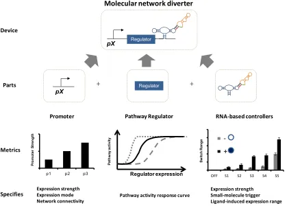Figure 2.7. Composition of a molecular network diverter from well-defined parts.  The molecular connectivity