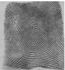 Fig. 4. Example png file f0023_04 from fingerprint database NIST SD04