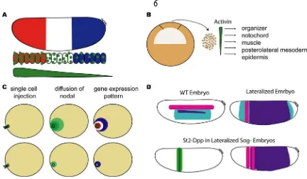 Figure 1.1. Ectopic expression of morphogens can pattern fields of cells. 