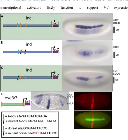 Figure 2.2.  The A-box sites are necessary for dorsal lateral repression and sufficient 