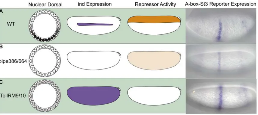 Figure 2.3. Dorsalized and lateralized embryos provide insights into the A-box 