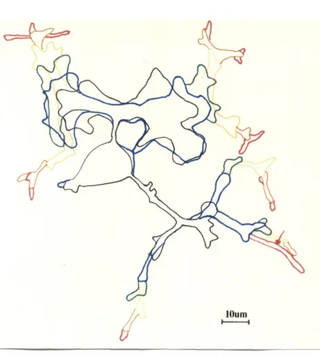 Figure 3.2 An outline drawing 0/ neurite outgrowth/rom an SCG neuron. The growth was measured from these drawings