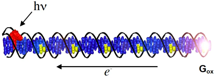 Figure 1.2. Representation of oxidative DNA CT. Adapted from Nunez and coworkers.11