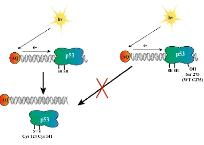 Figure 2.1. Model of DNA CT oxidation leading to p53 disulfide bond formation and/or