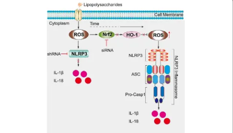 Fig. 10 The proposed pathway of NLRP3 inflammasome activation in SW982 cells stimulated with LPS