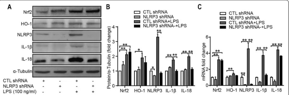 Fig. 8 Expression of the proteins and related mRNAs involved in inflammation after treatment with LPS for 24 h.of Western blots.Western blots depicting the levels of NLRP3, Nrf2, IL-1 a, b Representative images ofβ, and IL-18 in SW982 cells, and protein/α-tubulin ratios, as determined by the densitometric analysis c mRNA fold changes of Nrf2, HO-1, NLRP3, IL-1β, and IL-18, examined using qRT-PCR (n = 3, *P < 0.05, **P < 0.01 vs CTL shRNA)