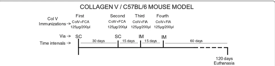 Fig. 1 Experimental design. The scheme shows the immunization protocol performed on C57BL/6 mice with type V collagen, detailing the dose,the period of inoculation of the antigen, and euthanasia of animals