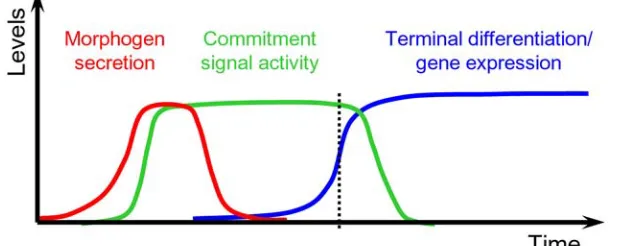 Figure 1.3. Transient signals and the irreversibility of commitment and cell fate  execution 