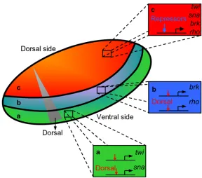 Figure 1.4. Dorsoventral patterning in Drosophila A gradient in transcription factor Dorsal patterns the Drosophila embryo along the dorsoventral axis