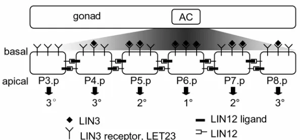 Figure 1.6. Wild-type patterning of  C. elegans vulva The anchor cell (AC) stimulates the vulva precursor cells Pn.p with LIN-3 in a graded manner