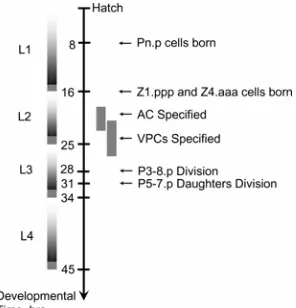 Figure 3.1. Events associated with specification of vulval precursor cells worm vulva are specified in the period from mid-L2 to early-L3 by the LIN-3 signal released by the anchor cell (AC)