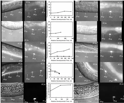 Figure 3.4. Dynamics of MPK-1 reporter activity in VPCs at L2 larval stage from single anesthetized worms Levels in the fluorescence images of the second and fifth columns should not be compared to one another as brightness and contrast have been adjusted 