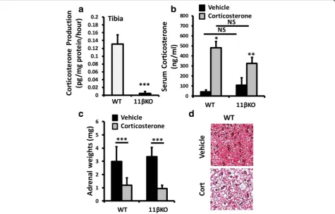Fig. 1 a Corticosterone generation in tibia ex vivo biopsies isolated from WT and 11β-HSD1 KO mice determined by scanning thin-layer chromatography.b Serum corticosterone levels determined by ELISA in WT and 11β-HSD1 KO receiving either vehicle or oral cor