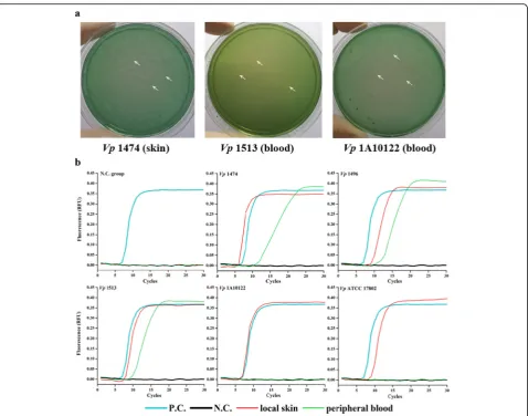 Fig. 1 V. parahaemolyticusassay from skin and MPB of localized infected mice. White arrowhead, representative sparse colonies of detection in the localized infection mouse models