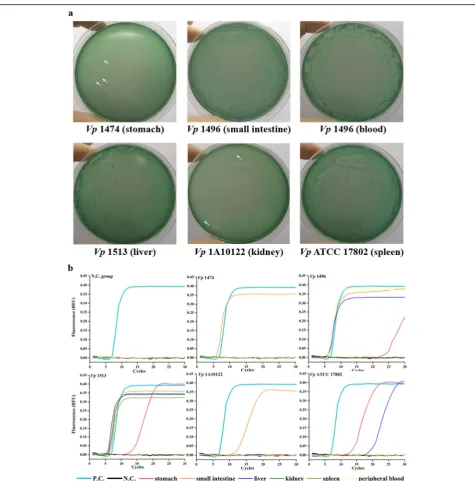 Fig. 2 V. parahaemolyticus detection in the foodborne infection mouse models. a The representative of V