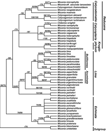 Figure 2. Maximum Parsimony 50% majority rule phylogeny of selected members of the Lima, Calycop-teris, Calycodomatia, Pseudolima, and Paralima clades (modified from Majure et al