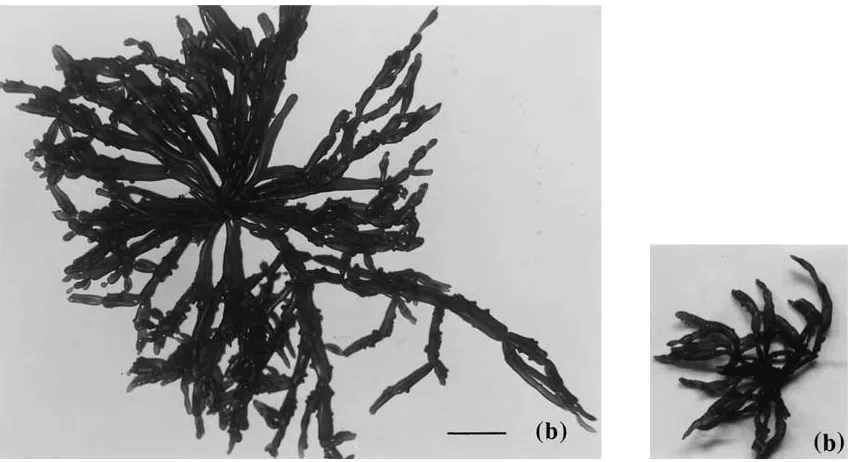 Figure 1. a) Variant A collected from Morib, Selangor. b) Variant B collected from Tanjung Tuan, Port Dickson
