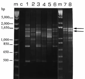 Figure 4. Dendrogram generated by primer OPK 7. MB = samples from Morib; TT = samples from Tanjung Tuan.