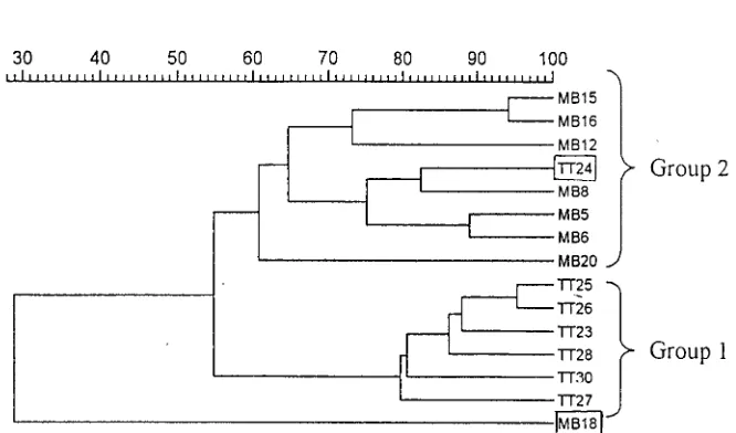 Figure 5. Dendrogram generated by primer OPA 11. MB = samples from Morib; TT = samples from Tanjung Tuan.