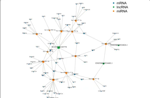 Fig. 7 The mapping network of lncRNA-miRNA-mRNA interactions between 3 upregulated lncRNAs, 12 downregulated miRNAs, and 57upregulated mRNAs