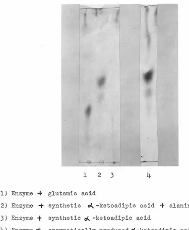 Figure 1. Chromatogram (Solvent: phenol of trans&uinase preparations saturated with water.) 
