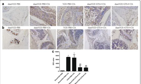 Fig. 4 GTS-21 significantly downregulated CD11c expression in the synovium of collagen-induced arthritis (CIA) mice