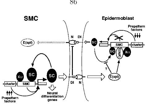Figure 7.Model for the regulation of sc in SMCs and neigh-