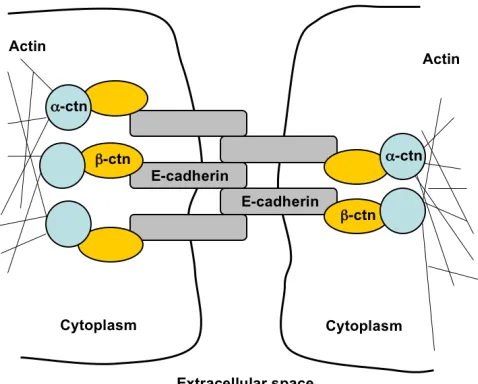Figure I-1.  Generalized structure of 