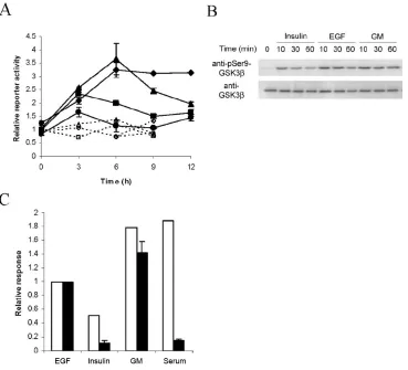 FIG. II-3.  Growth medium constituents vary in the ability to induce Tcf/Lef transcriptional activity, GSK3β phosphorylation, and DNA synthesis