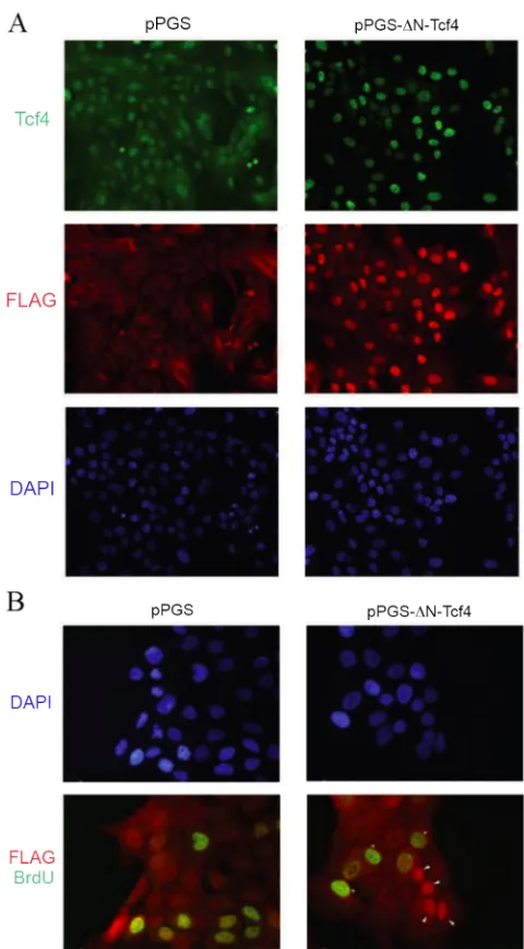 FIG. II-4.  Dominant-negative Tcf4 blocks DNA synthesis.  A, both endogenous Tcf4 and exogenous ΔN-Tcf4 localize to cell nuclei