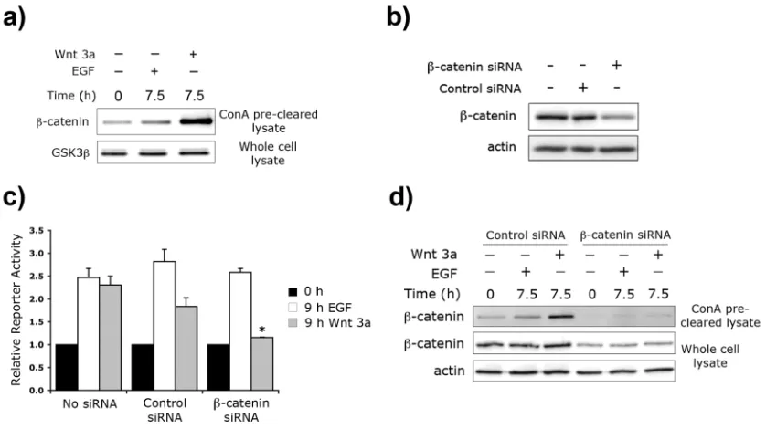 Figure III-3.  Wnt 3a and EGF activate Tcf/Lef transcription via different mechanisms