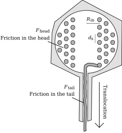 Figure 2.1: Diagram of a bacteriophage λcapsid. Three important dimensions are marked: Rc a p s i d≈.28 5 nm represents the inner radius of the head, where the genome is stored; Rt a i l≈ 2 nm is the innerdiameter of the tail tube through which the DNA is translocated (this value is unknown); and Lt a i l≈ 100 nmis the length of the tail.