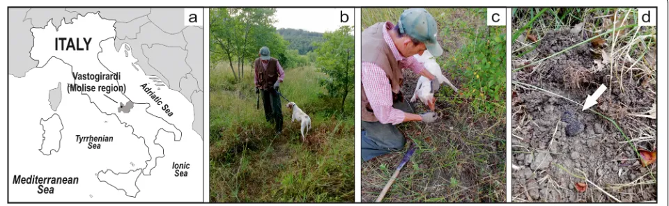 Fig. 1 a Localization of the study area. b, c, d Truffle hunting and ascocarp collection